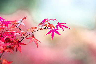 暗夜天涯pro官网色板免费|暗夜天涯官网色板免费大放送,奇幻世界等你来探索视觉盛宴-4