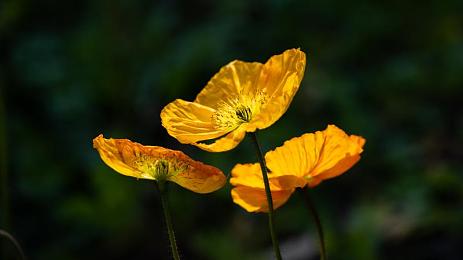 免费软件下载3.0.3版本安装oppo|OPPO新升级,流畅续航两不误,智能体验焕然一新-3