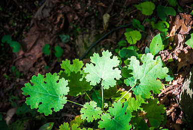 黄色18+网站｜网络暗角探秘：揭秘成人世界陷阱与挑战-3