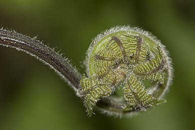 罗宾帮助乔巴排毒素｜生死相依，医海无涯解毒战-4