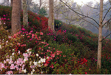 久久人｜传奇“久久人”：智慧之光，文化之魂，信念之翼-3