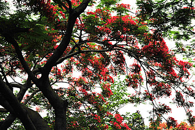 刻晴自我奖励让旅行者发现｜探索旅程，刻晴带你发现美好-3
