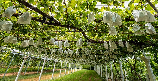 我被吊起来用毛笔轻轻挠尿孔|神秘触感探秘:毛笔挠尿孔惊悚体验之旅-4