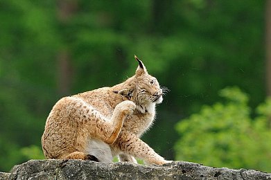 yy动漫官方正版登录页面|动漫盛宴新启航,yy官方门户焕新颜-3