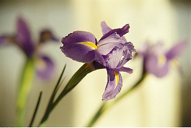 姬小满眼流泪红脸咬铁球图片｜童年泪咬铁球，温馨欢乐回忆之旅-2