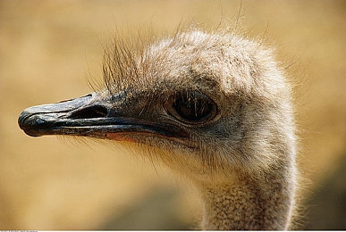 芭乐视app下载安装旧版ios｜穿越时光，重温经典——芭乐视旧版iOS安装攻略-3