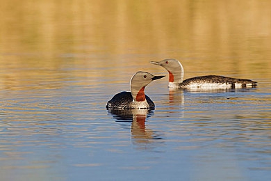 69pao｜网络热词“69pao”：解码当代青年压力下的自嘲与反思-4