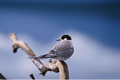 色XXX亚洲阿娇｜魅力与技艺并蒂，揭秘“美容界璀璨之星”的蜕变之路-3