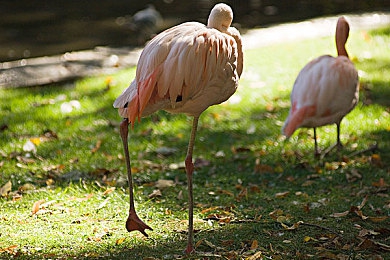 魅影5.20直播下载｜魅影5.20直播盛宴：互动盛宴，科技智慧，精彩无限-3
