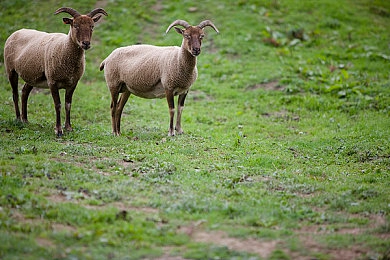 护士japanese性护士free|探秘日本护理新领域:性护理的历史传承与发展脉络-1