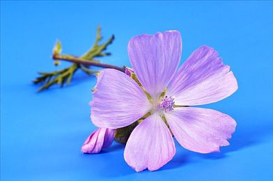 99re热｜网络狂欢背后的文化力量：解码“99re热”现象与启示-3