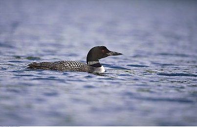 gogogo免费观看电视软件|颠覆观影体验,gogogo免费电视盛宴-3