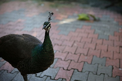 全国最大成人网站|“净网风暴:警方重拳出击,全国最大成人网站覆灭记”-2