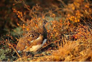 辣椒直播｜辣味直播盛宴，传承东方调味之王-3