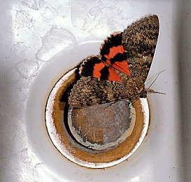 被全班同学绑着玩jiji|青春纽带,欢乐“jiji”校园行-4