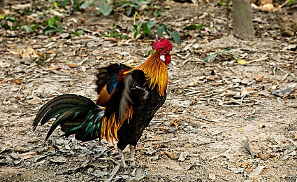 男c女｜网络新现象“男C女”引发关注：揭秘背后的心理与社交需求-3