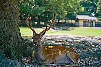 双s女王脚交足调｜舞动新篇章：“双S女王脚交足调”引领舞蹈时尚潮流-3
