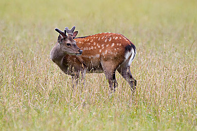 白丝女仆被主人捆绑调教｜女仆束缚阴影下：法律道德拷问社会安全之问-5