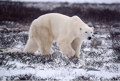 修修漫画免费漫画入口页面在线阅读|漫画盛宴,修修世界,悦读无界-4