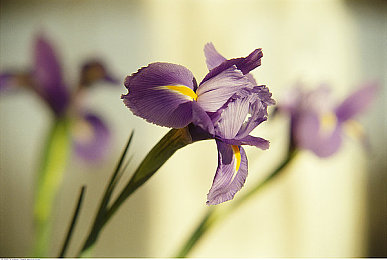 激情五月丁香婷婷｜春天的活力盛宴年轻人的梦想与反思-2