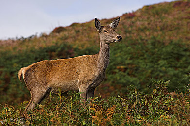 自由性别凸轮管业余｜性别解放新引擎，凸轮管创意无限绽放-3