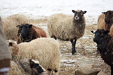 羞羞漫画免费漫画弹窗入口｜“免费漫画陷阱重重，网络安全警钟长鸣：揭秘“羞羞漫画”弹窗诈骗黑幕”-2