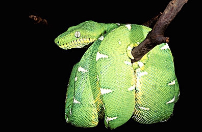 好 色 先 生 tv｜好色先生TV：打造娱乐艺术融合新平台，高清内容引领潮流观影体验-4