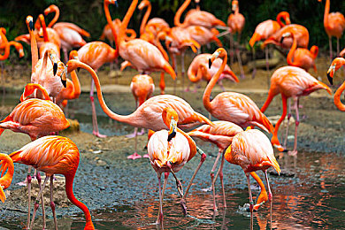 向日葵草莓蕾丝绿巨人app下载｜指尖绿巨人，定制个性生活-4