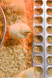 迪丽热巴被操视频｜迪丽热巴被操视频风波：真相揭晓，网络谣言对明星形象的严重冲击-1