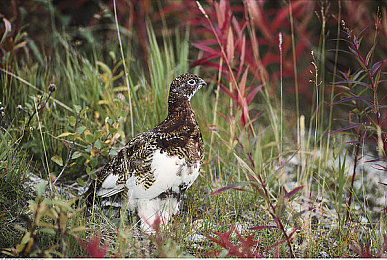 火影18+游戏｜深度探秘火影激情：18+游戏中的角色对决与策略对决-4