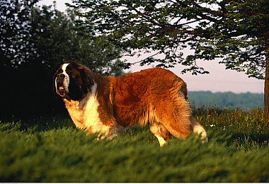白丝小脚夹住命根上下摩擦|缠足风情:白丝小脚传奇之旅-3