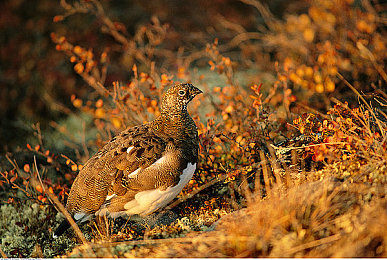 老公拿狗给我配|狗狗“求婚”引热议:宠物伴侣搭配成幽默话题-2