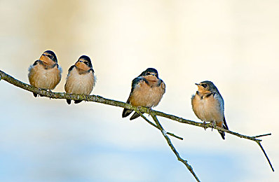 Tor暗黑网登录入口｜揭秘洋葱路由暗黑门径：勇敢探索隐秘网络奥秘-2