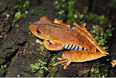 色情视频软件｜揭秘色情视频软件：隐秘世界争议与价值探讨-3