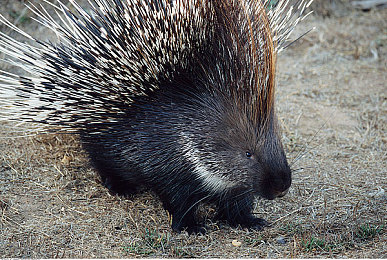 日本花季传媒app每天免费三次|日本新型社交APP引发年轻人互动热潮-2