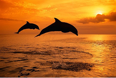 男生女生查查查｜揭秘社交新潮流，大数据匹配交友神器-5