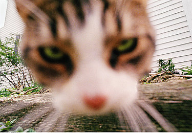 KTV男鸭18Gay1069｜娱乐界奇才18Gay1069：KTV男鸭的璀璨星光-3