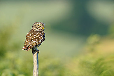 新金艳花瓶1996版歌词｜经典重燃，90年代《新金艳花瓶》1996版歌词引发网友热议-4