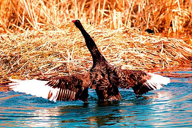 车上拨开内裤进入内内｜公交内裤被拨事件引发隐私担忧，呼吁加强公共交通安全-4