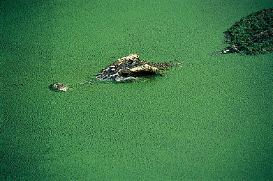 丝瓜草莓｜跨界田园，蔬果新篇：丝瓜草莓共织农业创新梦-3