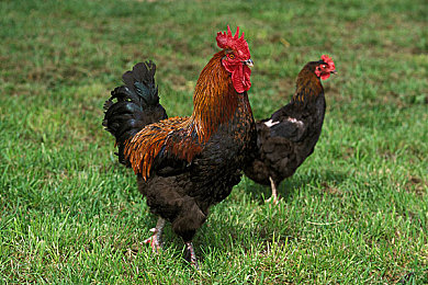 jmcomicron.mic天堂官网版｜探秘个性化社交世界,畅享娱乐无限乐趣-1