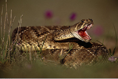 A片粗大的内捧猛烈进出动态图片|极致视觉冲击:A片内捧动态盛宴体验-3