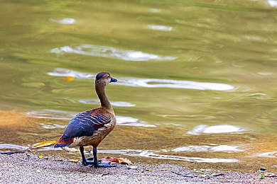 10000个免费实名认证大全｜网络探险家：轻松获取万实名，畅游数字世界