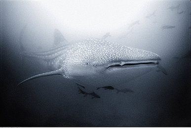 黄色软件每天|净网先锋:挑战与对策,共筑清朗网络空间-3