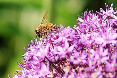 丝袜老师让我 了一夜网站｜丝袜老师魅力引发一夜网站热潮，揭秘网络教学新现象-3