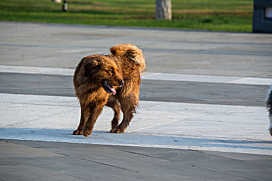 打中国美女白嫩秘 屁屁|揭秘千年传承:中国美女白嫩秘籍与翘臀美学之道-5