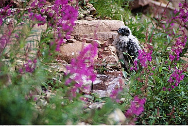 黄色软件2025｜清朗网络未来，共筑无“黄”防线-2