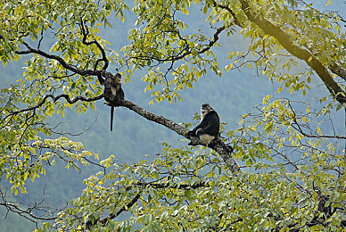 久草视|草本植物热潮推动绿色消费与可持续发展-5