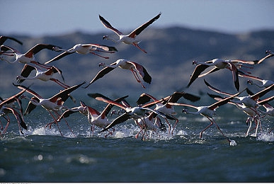 小皇书｜千古秘籍寻踪：揭秘小皇书之谜之旅
