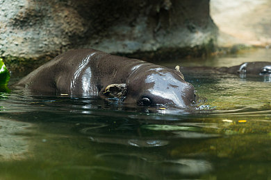 脱了老师裙子猛烈进入｜解谜脱裙之旅：探秘互动游戏中的独特冒险体验-2